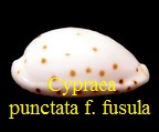 Cypraea punctata f. fusula, Dolin 2007